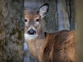 A doe keeps tabs on visitors in Michel Chartrand Park in Longueuil in 2021.