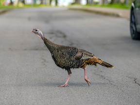 Nobody asks why the turkey crossed the road. They don't have to.