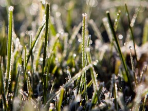 Early-morning frost collects on grass blades near Elm Park in Dollard-des-Ormeaux on Oct. 13, 2010.