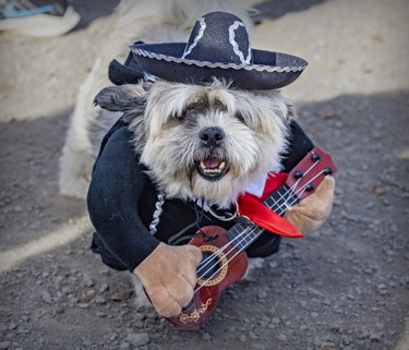 Chato Marleau was dressed as a mariachi musician during Pawsome Club MTL's Halloween costume party at Sir Wilfrid Laurier Park on Oct. 29, 2022.