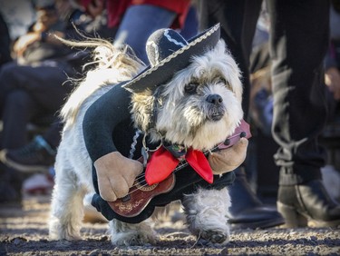 Chato Marleau was dressed as a mariachi musician during Pawsome Club MTL's Halloween costume party at Sir Wilfrid Laurier Park on Oct. 29, 2022.