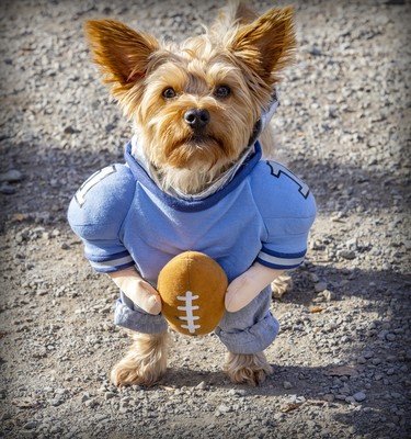 A Yorkie named Toby carries a football during Pawsome Club MTL's Halloween costume party at Sir Wilfrid Laurier Park on Oct. 29, 2022.
