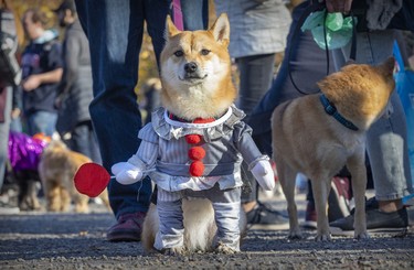 Kona, a Shiba Inu, came to Pawsome Club MTL's Halloween costume party at Sir Wilfrid Laurier Park dressed as clown.