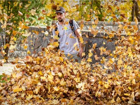 Brendan Boran of Cloverfield Landscaping uses a leaf blower to clear leaves from a client's property in LaSalle Oct. 25, 2022.