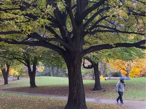 A pedestrian bears the weather while treking through Westmount Park on a cold fall day, Oct. 24, 2006.