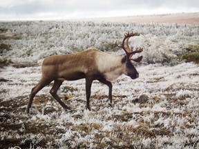 A woodland caribou from the Atlantic-Gaspésie population walks along the plateau of Mont Albert on September 30, 2019. The Atlantic-Gaspesie caribou which has a population of less then fifty heads, is listed as endangered in Canada.