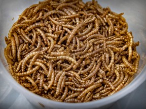 A container of mealworms used by chef Daniel Vézina among the ingredients of his energy truffles.