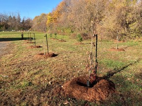 In cooperation with GRAME and Montreal West Island Integrated University Health and Social Services Centre, the City of Beaconsfield planted trees to highlight the arrival of 48 beneficiaries, age 6 to 17, at the Batshaw Centre on Elm Ave..