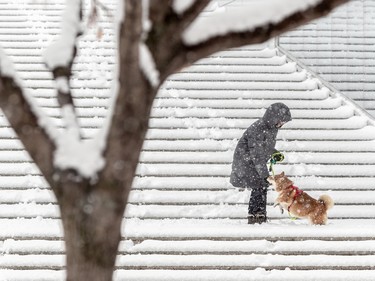 Dog walkers took advantage of Montreal's first snowfall of the year on Nov. 16, 2022