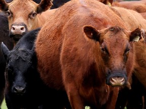 FILE PHOTO: Cows are seen in a farm.