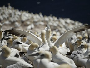 Northern gannets by the thousands congregate on Bonaventure Island in Quebec.