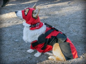 Corgi named Cannelle dressed up as Deadpool for a Pawsome party in October.