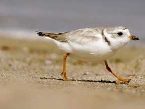 An adult Piping Plover runs along a beach as waves lap on the shore in the background, in the Quonochontaug Conservation Area, in Westerly, R.I.,&ampnbsp;July 12, 2007.&ampnbsp;An environmental law group is taking the Canadian government to court over new rules to protect piping plover habitat.
