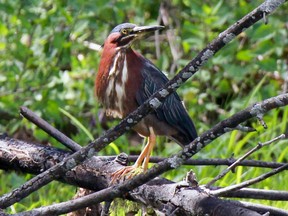 A green heron perches on a tree limb in a marsh in the Technoparc on July 19, 2016.