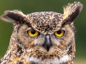 There are regular sightings of raptors and owls at Morgan Arboretum in Ste-Anne-de-Bellevue.