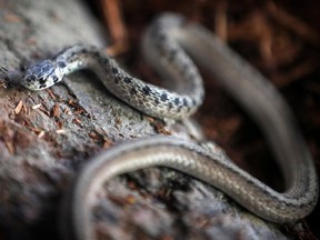 A brown snake in the Ecomuseum in Ste-Anne-de-Bellevue.