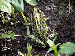 A leopard frog in the Technoparc wetlands on Friday, Oct. 1, 2021.