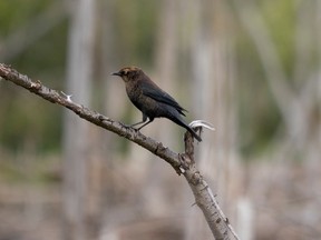 A rusty blackbird at the Technoparc wetlands on Friday, Oct. 1, 2021.