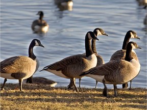 A flock of geese gather on the shore of Lac St. Louis in Ste-Anne-de-Bellevue.