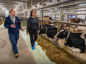 Macdonald College animal science coordinator Natasha Lapointe, left, and Christine Butler, interim farm manager, take a walk through the cow barn in Ste-Anne-de-Bellevue.
