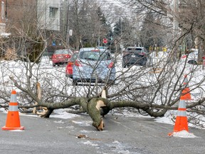 Traffic cones surround a tree limb brought down by high winds on 63rd Ave. in LaSalle on Dec. 24, 2022.