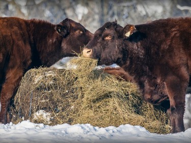 Cows dine al fresco at a farm in Hudson, west of Montreal Thursday Dec. 29, 2022.