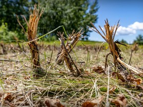 Stalks stick out from the ground in July 2022 after the airport authority cut down thousands of milkweed plants that monarch butterflies rely on in the Technoparc area of Dorval.