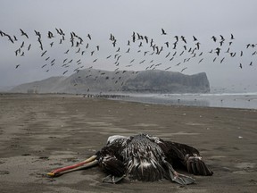 A pelican suspected to have died from H5N1 avian influenza is seen on a beach in Lima, on Dec. 1, 2022. The highly contagious H5N1 avian flu virus has killed thousands of pelicans, blue-footed boobies and other seabirds in Peru, according to the National Forestry and Wildlife Service (SERFOR).