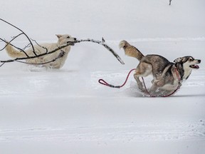 Julie Matiatos' dogs Aska, a white Swiss shepherd and Kira, a husky mix, romped around snow-covered Mount Royal Jan. 13, 2023.