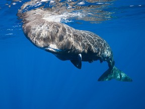 A sperm whale: Major perfume-makers no longer use ambergris — a synthetic substitute is available — and other scientific advances have resulted in much less demand for whale oil.