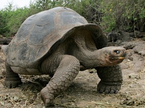 A manageable New Year's resolution: Beware falling tortoises dropped by eagles and wear a hard hat, especially if you are bald, writes Josh Freed.