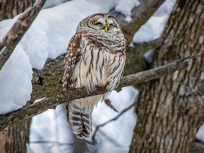 A barred owl perches on a branch of a dead tree in Terra Cotta Park in Pointe-Claire in 2021.