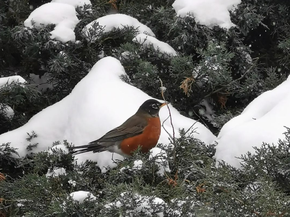 Montreal weather: Don't fire up the BBQ just yet | Montreal Gazette