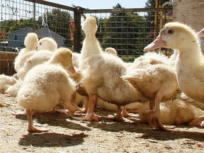 A H5N1 influenza virus that has been decimating poultry farms in Europe and the United States was first detected in Quebec in April of last year.