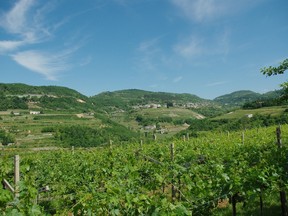 The rolling hills of Valpolicella produce four distinct wine styles with the same grape varieties.