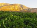 While best known for their beaches, the Greek island of Santorini is home to one of the world's most interesting acidic grapes, assyrtiko. 