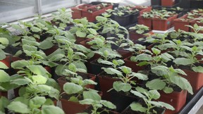 The Nicotiana benthamiana plant — weeds in their native Australia — work as a vaccine bio-factory to produce viral proteins that act as antigens to create an immune response against COVID-19.