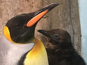 A king penguin was born at Montreal's Biôdome Feb. 1, 2023.