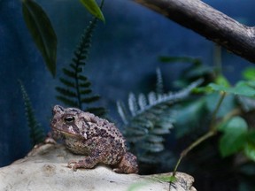 This American toad was hanging out at the Ecomuseum in 2008.