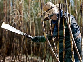 A worker uses a machete to cut sugar cane during harvest in Guariba, Brazil, in this 2008 photo.