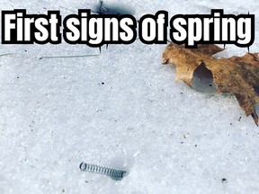 signs of spring