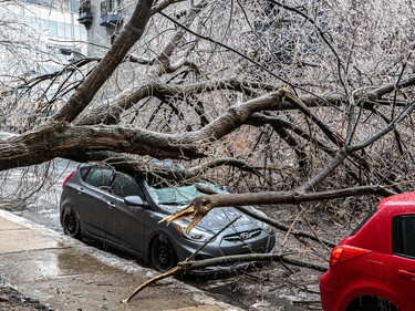 The weight of freezing rain felled a tree, landing on a car in traffic as well as parked cars on Greene Avenue south of Dorchester Boulevard in Westmount on Wednesday April 5, 2023.