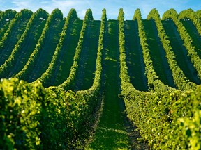 Wineries in the Niagara are starting to expand their varieties of wines to include Bordeaux-styled blends to great success.