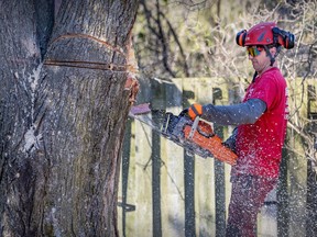Lee Pellerin, of Émondage Mauricie in Trois-Rivieres, cuts into a tree trunk before felling it at a home in Beaconsfield April 10, 2023.