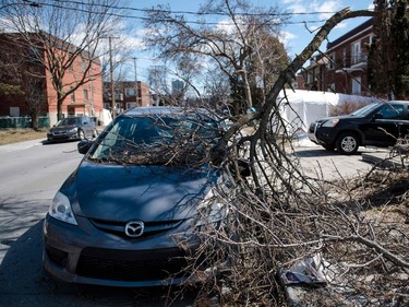 A car damaged by a fallen branch is seen on Friday, April 7, 2023, in Montreal after freezing rain hit parts of Quebec and Ontario on April 5.