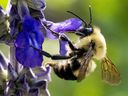 In early spring, most allergies are due to pollen from trees and shrubs — not flowers used by bees to collect nectar for honey production, notes Dr. Christopher Labos.