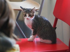 A kitten up for adoption from an animal shelter.