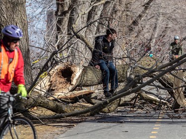 Philippe Desruisseaux poses on a tree trunk for a photo while cyclists navigate the downed tree limbs on the Parc Avenue bicycle path in Montreal on Friday April 7, 2023.