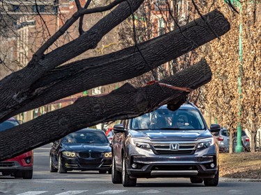 Drivers on Bernard Avenue at Stuart Avenue had to steer around a large tree that had been uprooted in Outremont on Friday April 7, 2023.