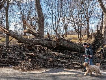 Paul Szaszkiewicz and his 4 1/2 year-old Wheaten Terrier Finn walk past some of the many downed trees at Jeanne-Mance Park in Montreal on Friday April 7, 2023 that were downed during last Wednesday's freezing rain.